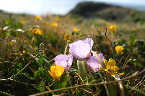 Monterey mariposa lily (Calochortus uniflorus)