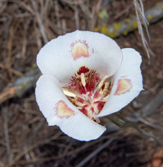 Butterfly mariposa lily (Calochortus venustus)