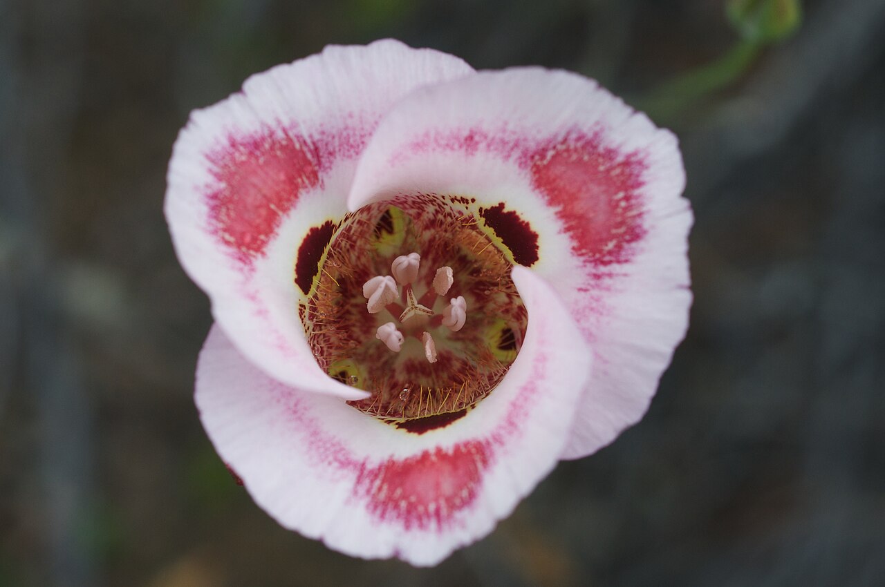 Butterfly mariposa lily: Species from California Common name: Mariposa Lily Photographed on Panoche Road, San Benito County, California