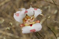 Butterfly mariposa lily (Calochortus venustus)