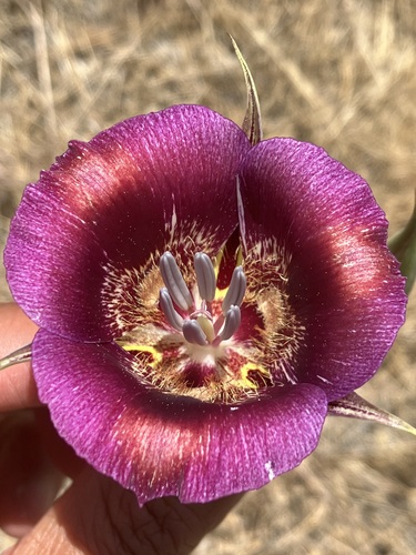 Butterfly mariposa lily (Calochortus venustus)