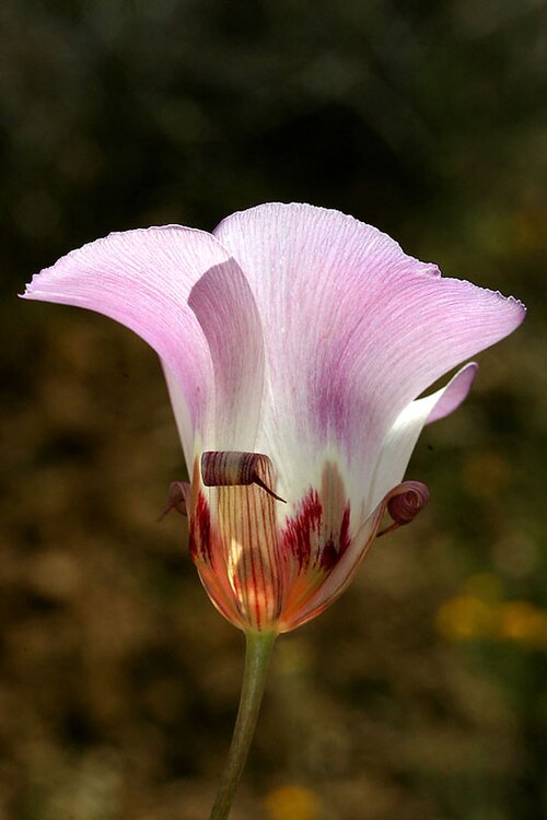 Butterfly mariposa lily: Calochortus venustus . Hi Mtn Road, San Luis Obispo Co, CA May 2