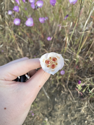 Butterfly mariposa lily (Calochortus venustus)