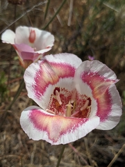 Butterfly mariposa lily (Calochortus venustus)