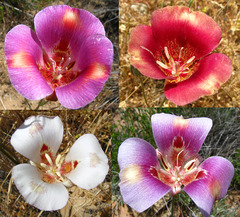 Butterfly mariposa lily (Calochortus venustus)