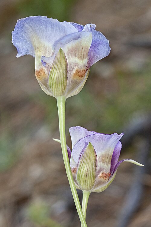 Butterfly mariposa lily: Calochortus venustus . Yosemite National Park, CA, USA. July 29