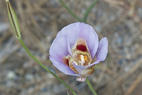 Butterfly mariposa lily: Calochortus venustus . Yosemite National Park, CA, USA. July 29