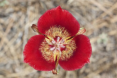 Butterfly mariposa lily: Calochortus venustus . Showing some of the remarkable variation within the blooms of this species. Endemic to California. Kern Co., CA, USA. July 1