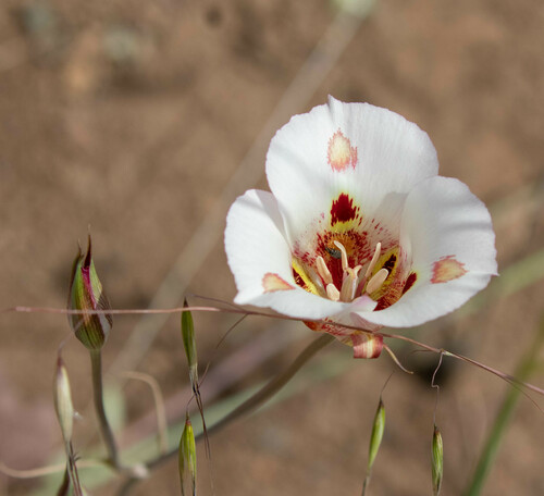 Butterfly mariposa lily (Calochortus venustus)