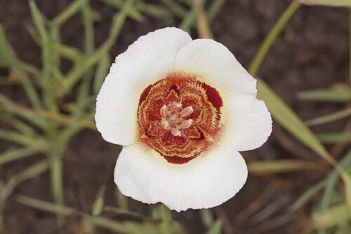 Coast range mariposa lily: Calochortus vestae . Near Middletown, Lake Co., CA, USA. June 2