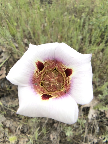 Coast range mariposa lily (Calochortus vestae)