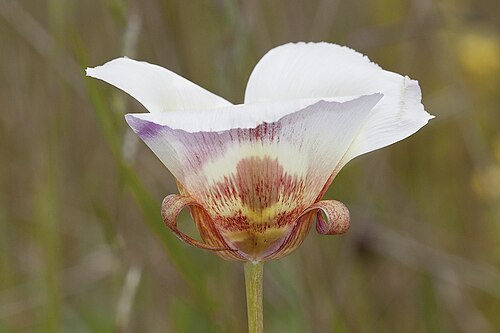 Coast range mariposa lily: Calochortus vestae . Near Middletown, Lake Co., CA, USA. June 2