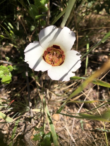 Coast range mariposa lily (Calochortus vestae)