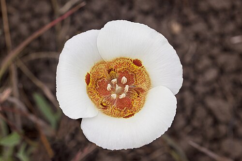 Coast range mariposa lily: Calochortus vestae . Near Middletown, Lake Co., CA, USA. June 2