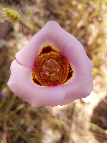 Coast range mariposa lily (Calochortus vestae)
