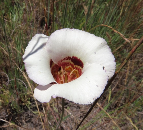 Coast range mariposa lily (Calochortus vestae)