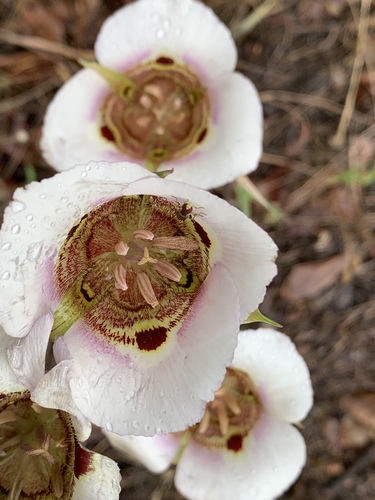 Coast range mariposa lily (Calochortus vestae)