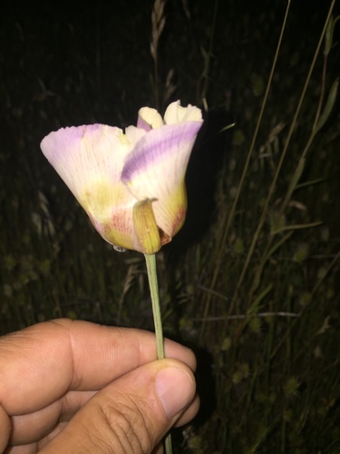 Coast range mariposa lily (Calochortus vestae)