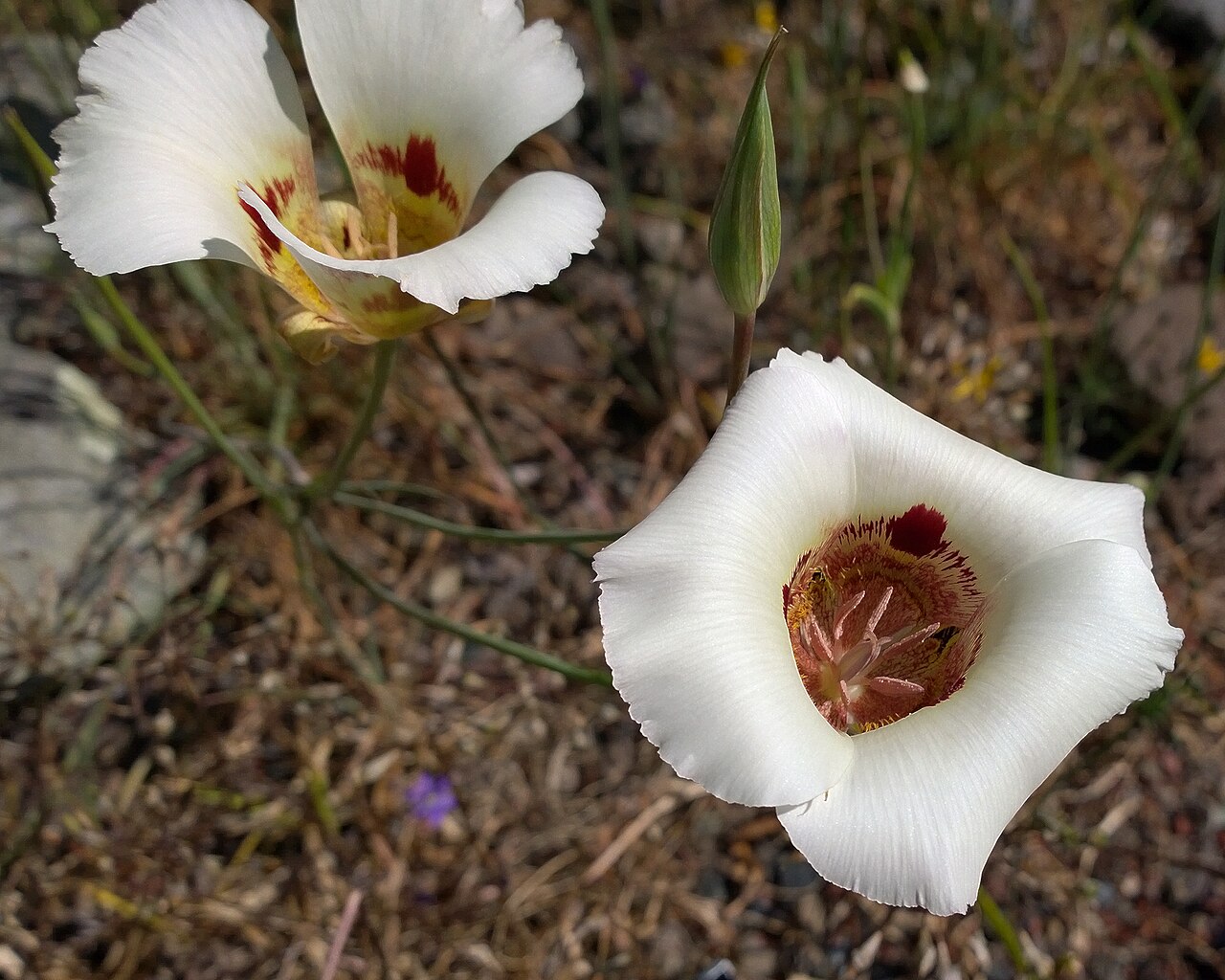 Coast range mariposa lily: Calochortus vestae. Often called yellow mariposoa although all photos on CalPhotos show white plants. Current references seem to prefer coast range mariposa. Ca