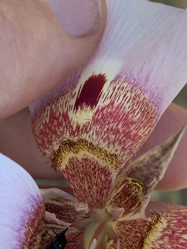 Coast range mariposa lily (Calochortus vestae)
