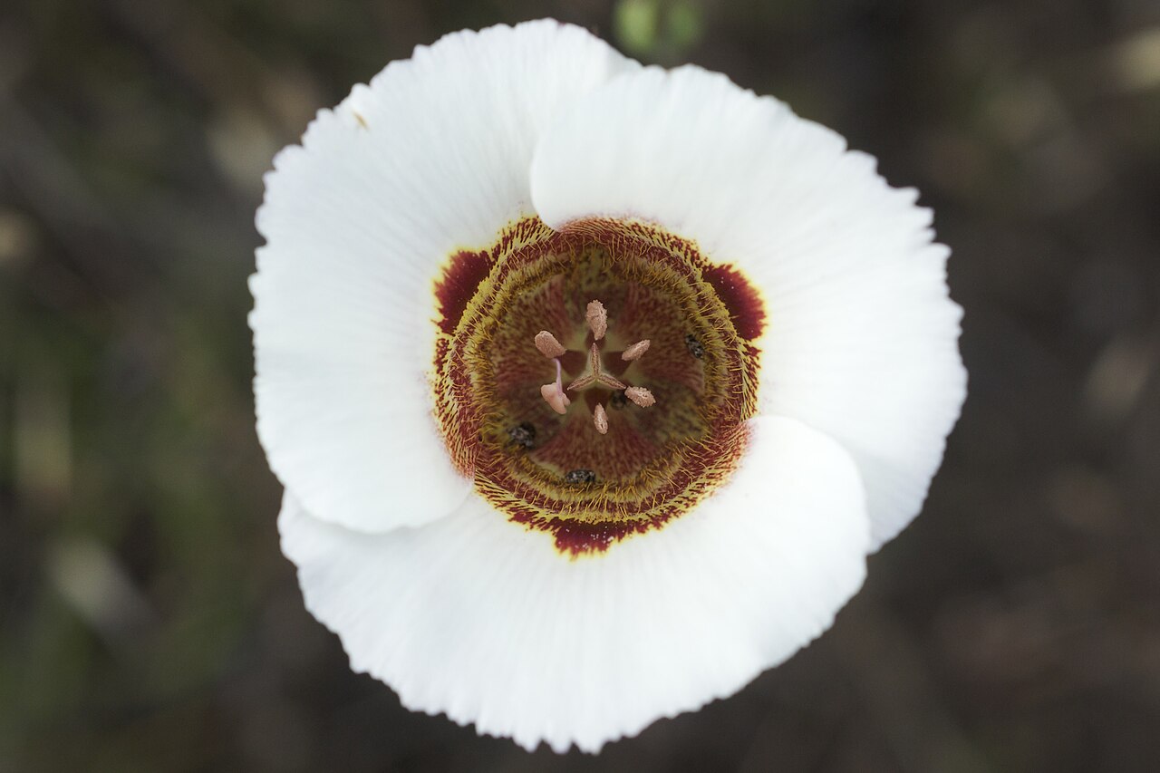 Coast range mariposa lily: Calochortus vestae — Coast Range Mariposa Lily. A species endemic to California, photographed in southern Mendocino County, California