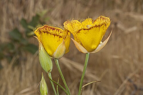 Weed's mariposa lily: Calochortus weedii . Note the mahogany-colored edges on the petals of this individual. This species occurs in Riverside, Orange and San Diego Counties, CA, USA.