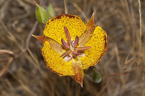 Weed's mariposa lily: Calochortus weedii . Note the mahogany-colored edges on the petals of this individual. This species occurs in Riverside, Orange and San Diego Counties, CA, USA.