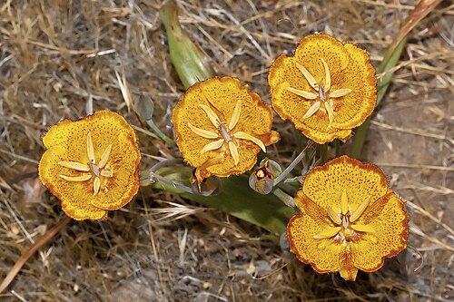 Weed's mariposa lily: Calochortus weedii . Note the mahogany-colored edges on the petals of these individuals. This species occurs in Riverside, Orange and San Diego Counties, CA, US
