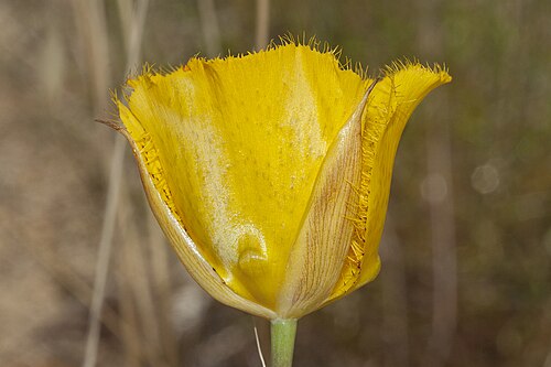 Weed's mariposa lily: Calochortus weedii . San Diego Co., CA, USA.