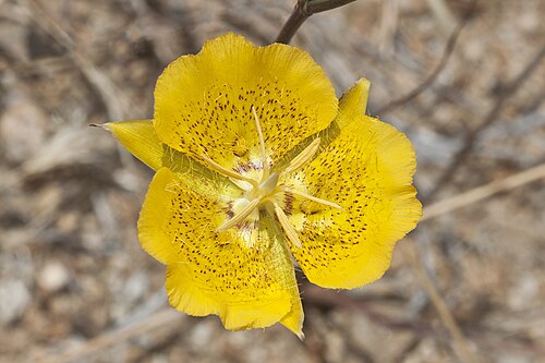 Weed's mariposa lily: Calochortus weedii . Note this individual lacks mahogany colored fringes on the petals. This species occurs in Riverside, Orange and San Diego Counties, CA, USA