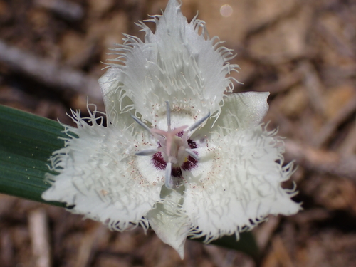 Shirley Meadows mariposa lily (Calochortus westonii)