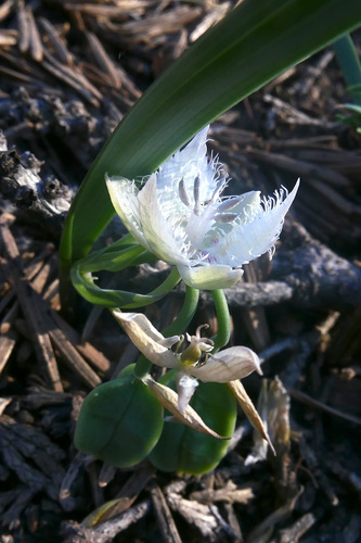 Shirley Meadows mariposa lily (Calochortus westonii)