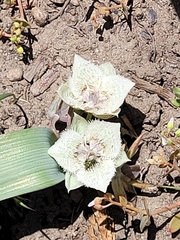 Shirley Meadows mariposa lily (Calochortus westonii)