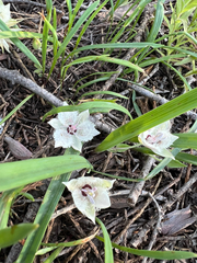 Shirley Meadows mariposa lily (Calochortus westonii)
