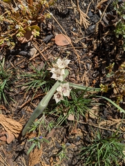 Shirley Meadows mariposa lily (Calochortus westonii)