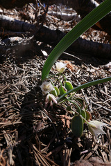 Shirley Meadows mariposa lily (Calochortus westonii)