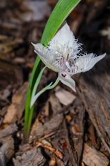 Shirley Meadows mariposa lily (Calochortus westonii)