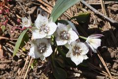 Shirley Meadows mariposa lily (Calochortus westonii)