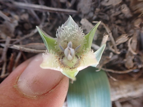 Shirley Meadows mariposa lily (Calochortus westonii)