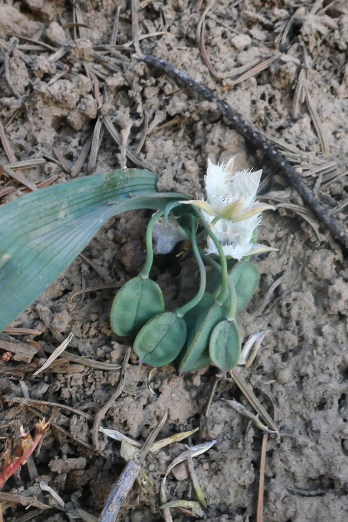 Shirley Meadows mariposa lily (Calochortus westonii)