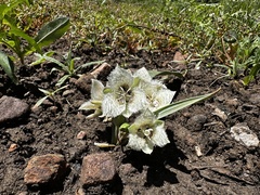 Shirley Meadows mariposa lily (Calochortus westonii)
