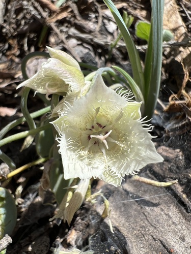Shirley Meadows mariposa lily (Calochortus westonii)