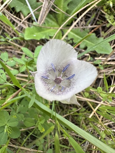 Calochortus × indecorus (Calochortus × indecorus)