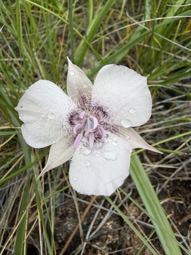 Calochortus × indecorus (Calochortus × indecorus)
