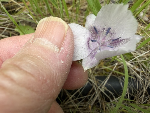 Calochortus × indecorus (Calochortus × indecorus)