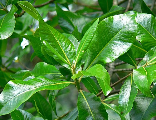 Cape-chestnut: Photo of Calodendrum capense at the San Francisco Botanical Garden
