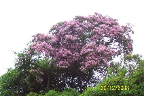Cape-chestnut (Calodendrum capense)