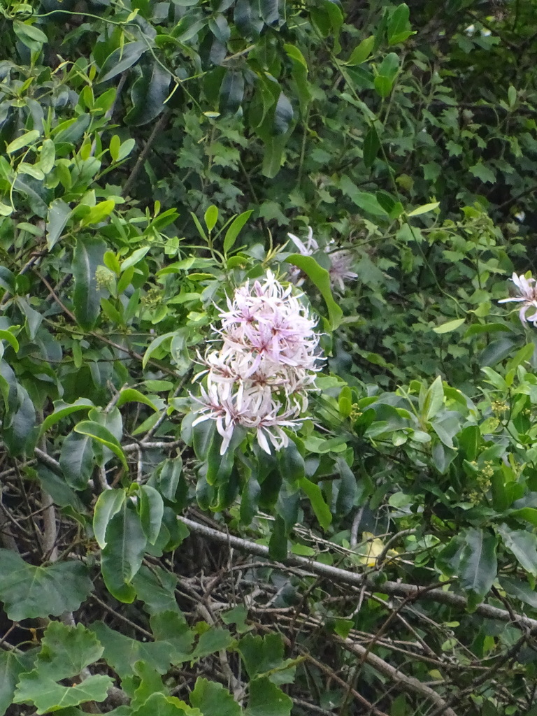 Cape-chestnut (Calodendrum capense)
