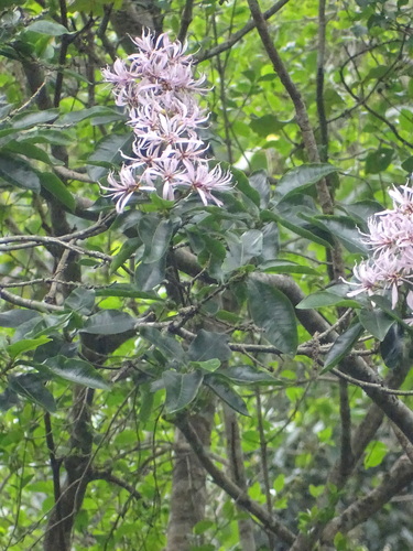 Cape-chestnut (Calodendrum capense)