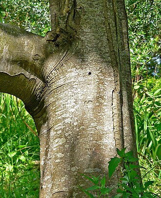 Cape-chestnut: Photo of Calodendrum capense at the San Francisco Botanical Garden